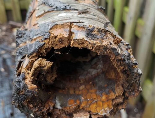 The Problems Caused by Pitch Fibre Pipes: An Ultimate Guide